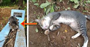 Hasil gambar untuk kucing tunggui makam tua nya