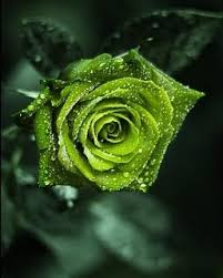 Image result for karangan bunga mawar biru