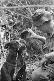 Vietnam - Dogs of War via Relatably.com