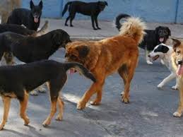 Abandono y reproducción descontrolada agravan problema de animales callejeros en Zacatecas