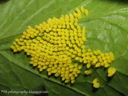 Image result for life cycle of a butterfly egg