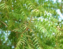 Image result for medicinal plants images