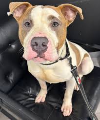 🐾 Hey world, it's me — Duke Dior! 🐾 I'm 11 months old and if you're looking for a best friend, I think I just found you. I love other dogs (instant