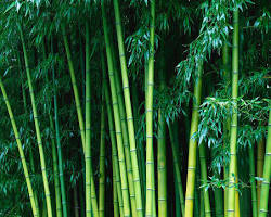 Image of Bamboo tree