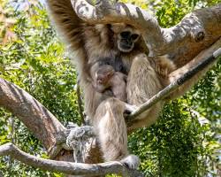 Image of Oakland Zoo sloth