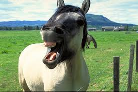 Image result for HORSE