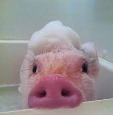 Image result for bath animals