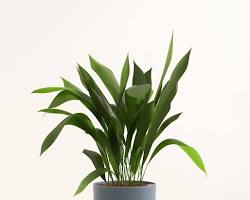 Image of Cast Iron Plant