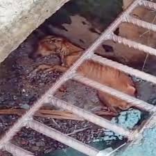HE WAS RUNNING OUT OF TIME. 💔 Mate's story started in the ...