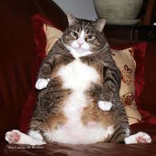 Image result for fat tired animal gif