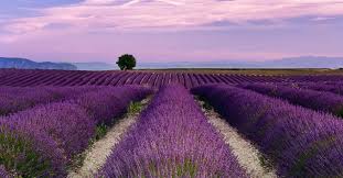 Image result for lavender