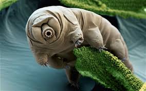 Hasil gambar untuk animal