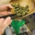 Medical cannabis dispensary opening in Jacksonville