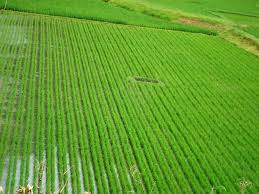 Image result for gambar padi