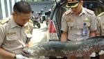 Ikan Predator Arapaima Raksasa Ini Akan Dipajang di Museum