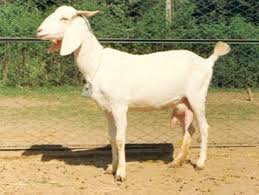 Image result for GOAT