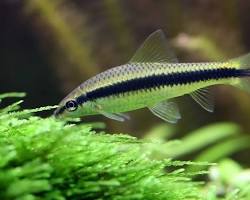 Image of fish tank with a Siamese algae eater fish