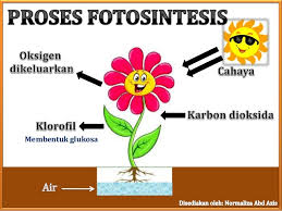 Image result for bagaimana proses fotosintesis berlaku