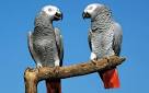 pictures of 2 parrots talking music