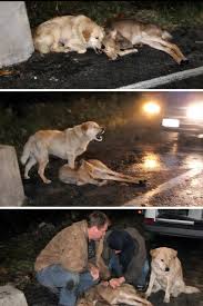 🐕🦌 The Dog Who Refused to Let the Deer Die Alone No one ...