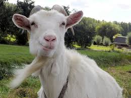 Image result for GOAT