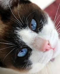 Résultat de recherche d'images pour "snowshoe cat"