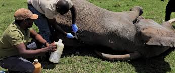 Mara Mobile Veterinary Report for November 2023