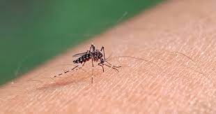 Florida Department of Health confirms case of dengue fever in Palm Beach 
County