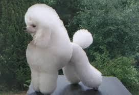 Image result for poodle dog