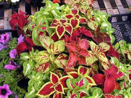 images?q=tbn:ANd9GcRsVcwau3EQ2fbctHlPKNz9BuhGangStAnNpNl-f9v2Bbr8KLqGxQ