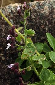 Image result for Aeollanthus buchnerianus