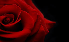 Image result for images on seduction