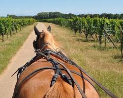 Image de Balade en calèche dans les vignobles d'Alsace