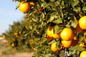 Image result for florida oranges