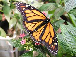 Image result for butterflies