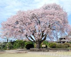 偕楽園の桜の画像