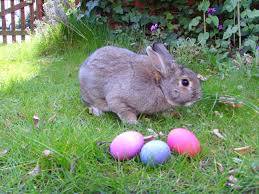 Résultat de recherche d'images pour "easter bunny"