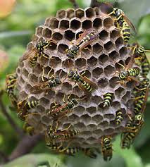 Résultats de recherche d'images pour « guepes photo »