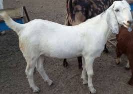Image result for GOAT