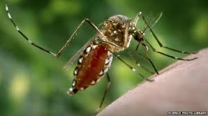 Image result for images of mosquito