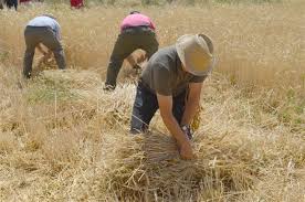 Resultado de imagen de VERANO EN EL CAMPO