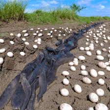 Farmer Finds Hundreds Of Strange Eggs In His Crops - But ...