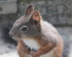 Image of Whitebellied Squirrel