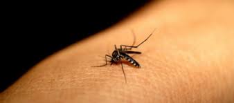 bitkisel sinek kovucu ile ilgili görsel sonucu