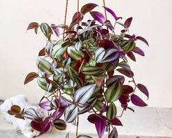 Image of Tradescantia zebrina plant