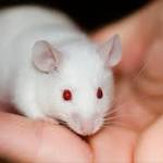  Researchers use nanorobots to kill tumors in mice