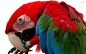 Image result for macaw parrot hd