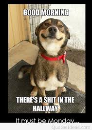 Funny-Goodmorning-monday-dog-picture-with-quote.jpg via Relatably.com