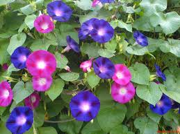 Resultado de imagen para purple morning glory