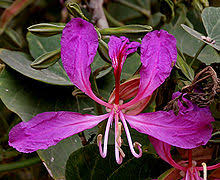 The Beautiful Hong Kong Orchid Trees …..